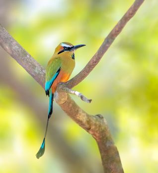 Turquoise browed motmot perched on a tree in El Salvador