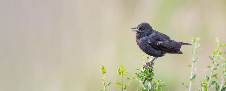 Sooty Chat perched on a tree in Masai Mara Kenya