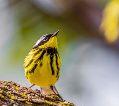 Magnolia Warbler enjoying the warmth of the sun in Ohio