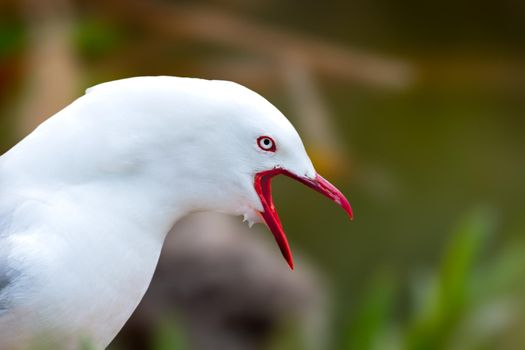 Red billed gull guarding its nest with chicks in New Zealand