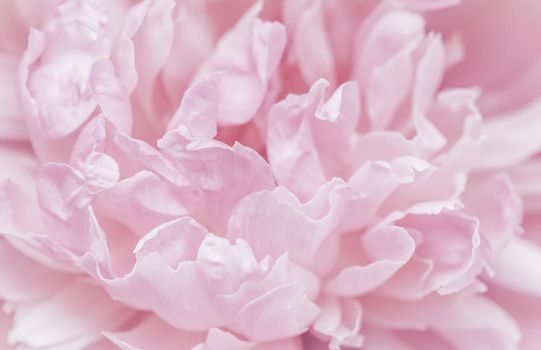 Soft focus, abstract floral background, pink peony flower petals. Macro flowers backdrop for holiday brand design