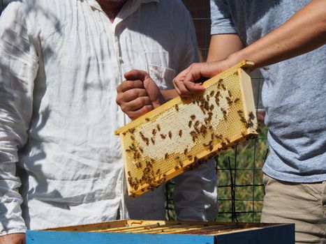 Beekeeper working with bees and beehives on the apiary. Beekeeping concept. Beekeeper harvesting honey Beekeeper on apiary.