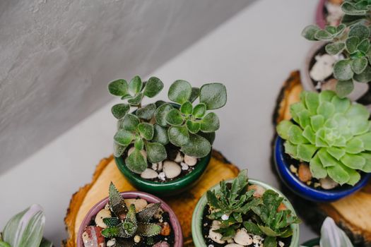 Succulents in beautiful little pots stand on wooden sawn-offs. Green indoor plants. Landscaping the interior of a home or office. Small plants at the flower shop. Houseplants. Ceramic colorful pots.