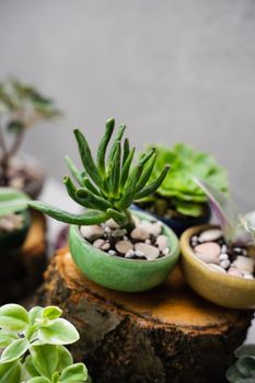 Succulents in beautiful little pots. Landscaping the interior of a home or office. Small plants at the flower shop. Houseplants. Ceramic colorful pots. Vertical photo.