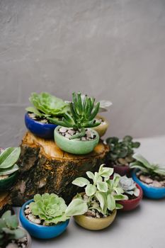Succulents in beautiful little pots stand on wooden sawn-offs. Green indoor plants. Landscaping the interior of a home or office. Small plants at the flower shop. Houseplants. Ceramic colorful pots.