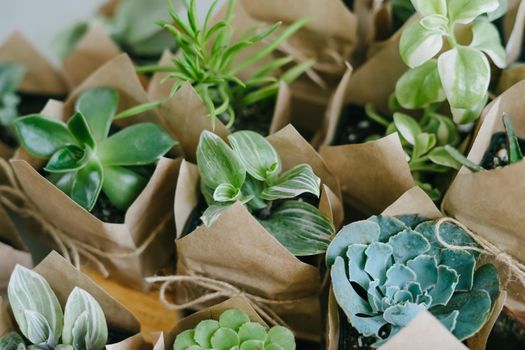 Indoor plant store. Set of indoor small plants. Succulents in an eco paper bag. Eco friendly reusable eco bag and succulents.
