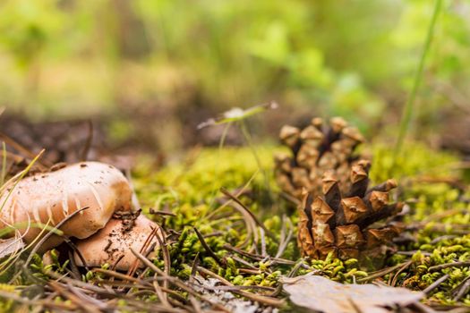 Group of mushrooms boletus, suillus luteus, grows among moss and fallen pinecones in coniferous forest, mushroom picking season, selective focus, close up