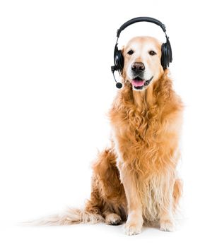 red retriever with headset isoleted on a white background