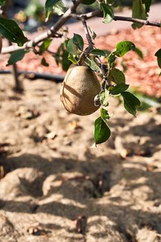 Ripe juicy pears hanging on tree branch in sunny garden