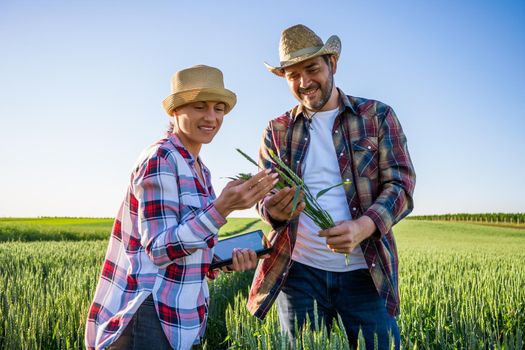 Man and woman are working together in partnership. They are cultivating barley.