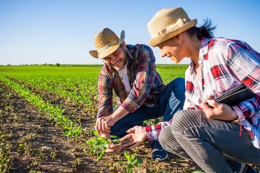 Man and woman are working together in partnership. They are cultivating corn.