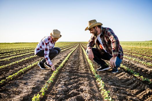 Man and woman are working together in partnership. They are cultivating soybean.