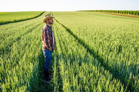 Man is cultivating barley on his land. He is satisfied because of good progress of crops.