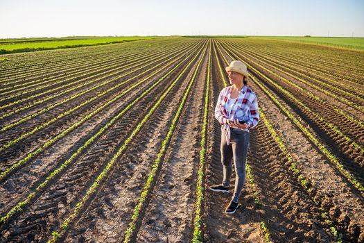 Female farmer is cultivating soybean on her land. She is satisfied because of good progress of crops.