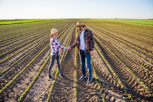 Man and woman are working as farmers in partnership. They are cultivating soybean.