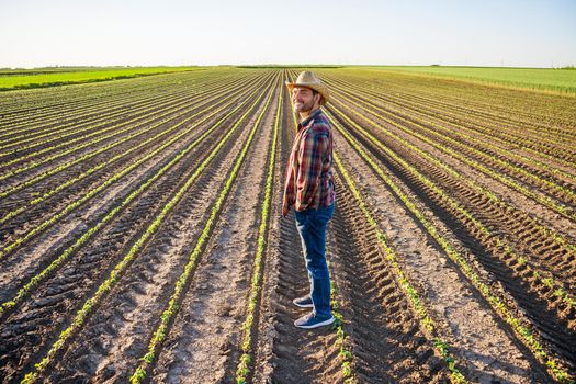 Farmer is cultivating soybean on his land.