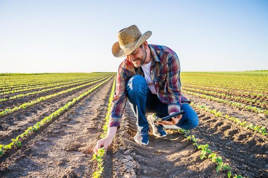 Farmer is cultivating soybean on his land. He is examining progress of crops.