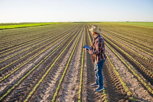 Farmer is cultivating soybean on his land. He is examining progress of crops.