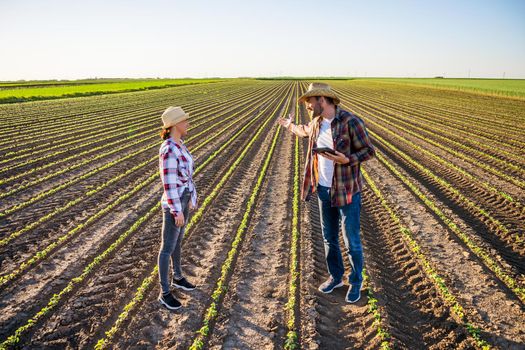 Man and woman are working as farmers in partnership. They are cultivating soybean.