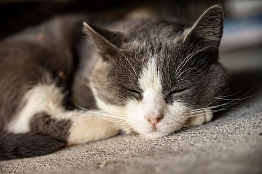 Cute Gray Domestic Cat sleep on the floor - Domestic cat portrait close up shot