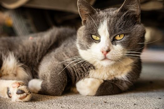 Cute Gray Domestic Cat sleep on the floor - Domestic cat portrait close up shot