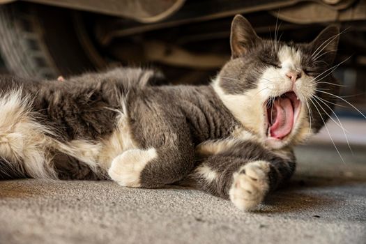 Cute Gray Domestic Cat yawns - Domestic cat portrait close up shot