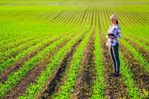 Female farmer is cultivating corn on her land. She is examining progress of crops.