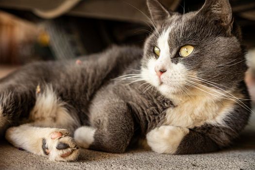 Cute Gray Domestic Cat sleep on the floor - Domestic cat portrait close up shot