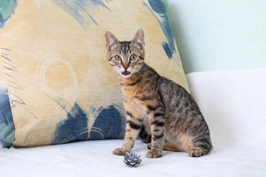 A surprised kitten sits on a bed close up