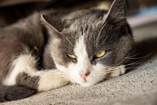 Cute Gray Domestic Cat sleep on the floor - Domestic cat portrait close up shot