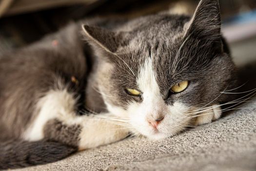 Cute Gray Domestic Cat sleep on the floor - Domestic cat portrait close up shot