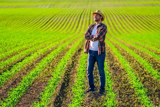 Farmer is cultivating corn on his land.