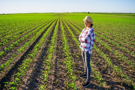 Adult woman is cultivating corn on her land. She is satisfied because of good progress of crops.