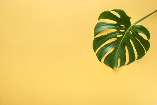 monstera leaf on a yellow background. High quality photo