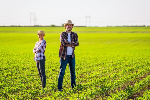 Man and woman are working together in partnership. They are cultivating corn.