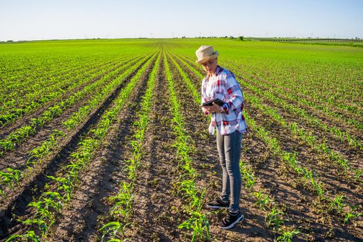 Adult woman is cultivating corn on her land. She is examining progress of crops.