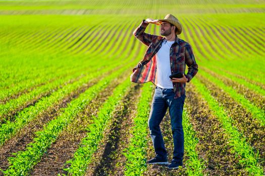 Farmer is cultivating corn on her land. He is examining progress of crops.