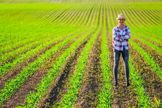 Female farmer is cultivating corn on her land.