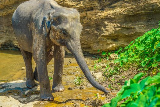 Wild elephant image (Sri Lanka Pinnala). Shooting Location: Sri Lanka