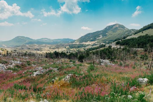 Panoramic view of idyllic mountain scenery in the Alps with fresh green meadows in bloom on a beautiful sunny day. Summer mountain landscape Landcscape hight mountains. Landscape in the fields.