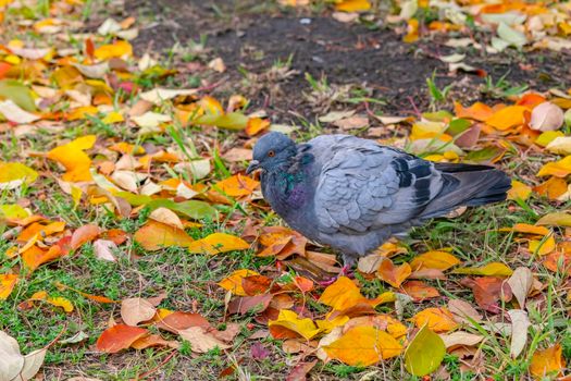 Young lone dove looking for food surrounded by autumn foliage