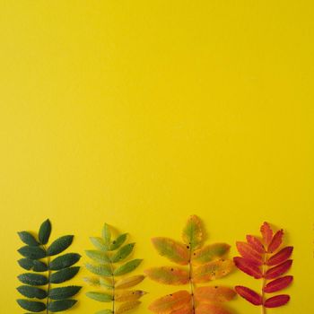 outumn bright leaves on yellow background. creative concept