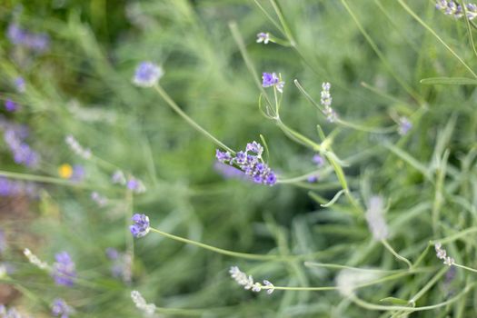 Small lavender flowers on blur green grass background