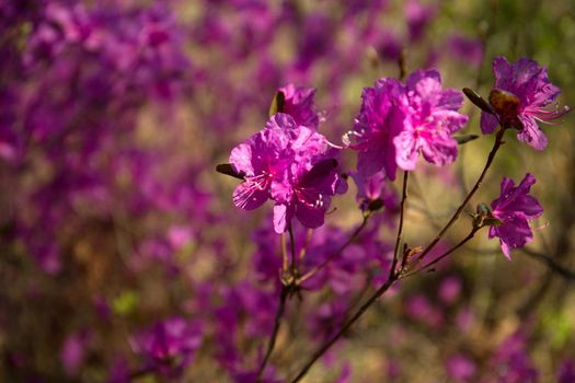 Purple labrador tea flowers on blur background. Pink wild rosmary defocused photo