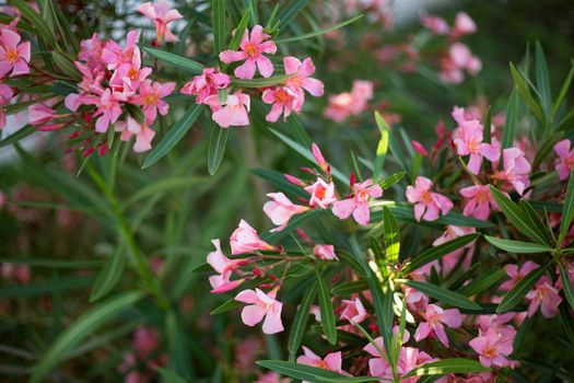 Beautiful pink oleander flowers on blur green leaves background.