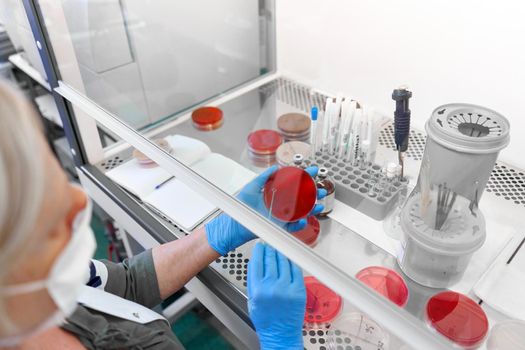 Cropped photo of a woman with mask working with samples of cell cultivation in an hospital lab