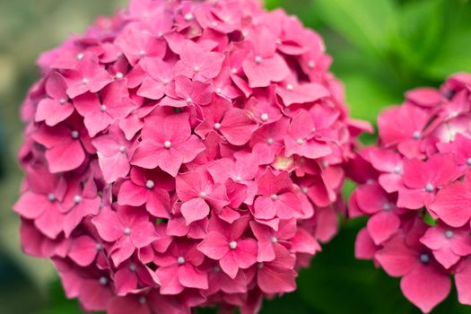 Close up light pink hortensia fresh flowers blur background