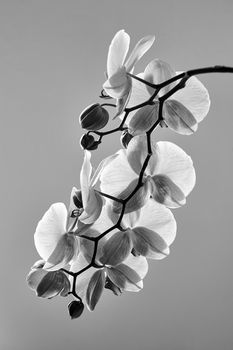 Minimalist orchid twig with flowers in black and white. Fine art photography.