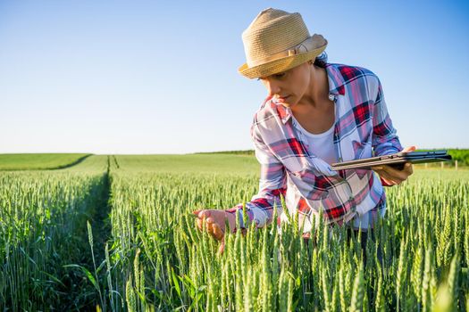 Woman is cultivating barley on his land. She is examining progress of crops.