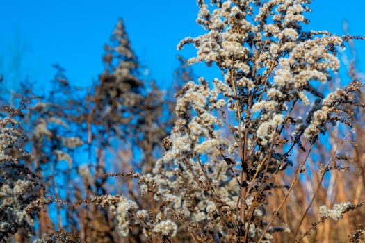 Dry reed against clear light blue sky on sunny day outdoors. Abstract natural background in neutral colors. Minimal trendy pampas grass panicles. Dying fireweed against bright autumn sky. Selective focus. High quality photo